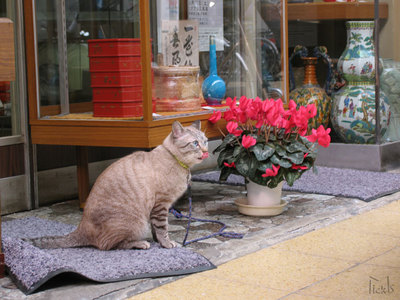 商店街の猫
