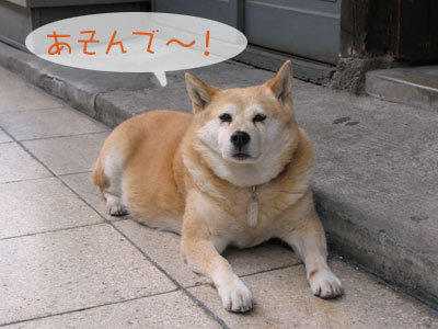 ドビンちゃん