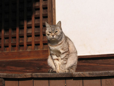 猫