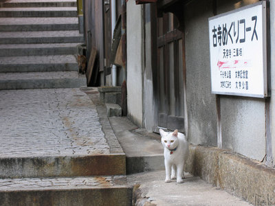 白猫