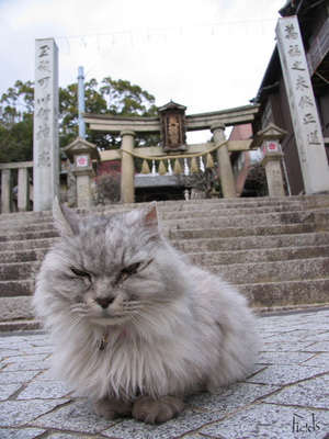 天満宮前の猫