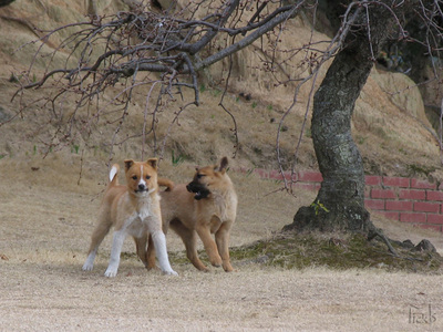 小犬