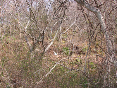 全景