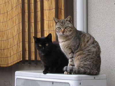 猫