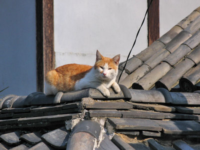 猫