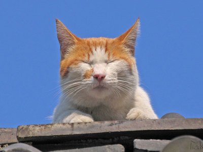 猫