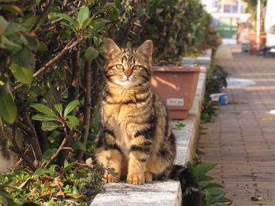 猫