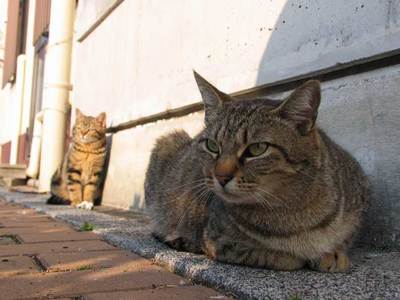 母猫と