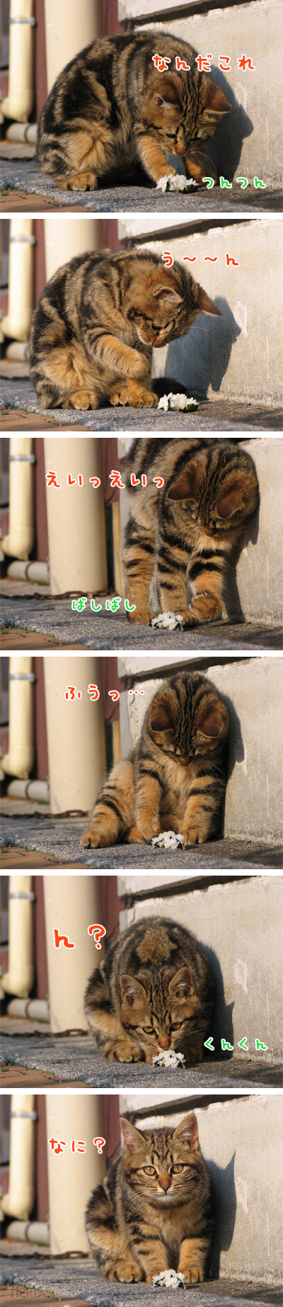 猫６コマ