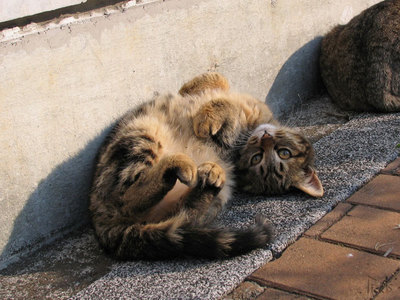 猫