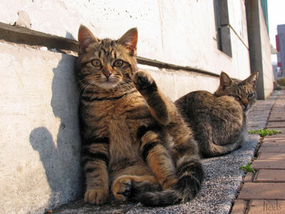 猫