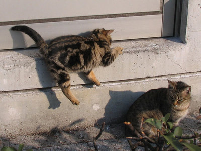 猫