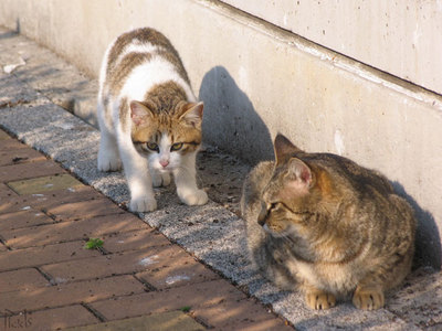 猫
