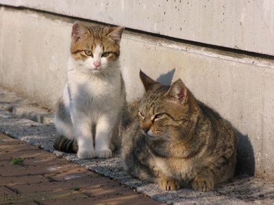 猫