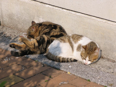 猫