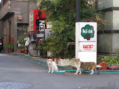 猫