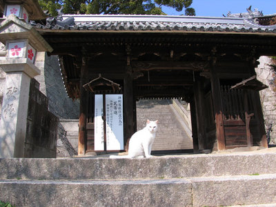 白い猫