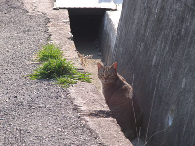 猫発見