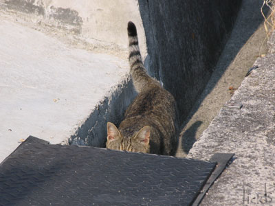逃げる猫
