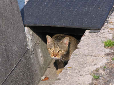 出てくる猫