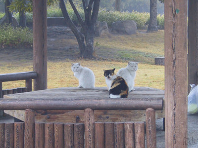 猫