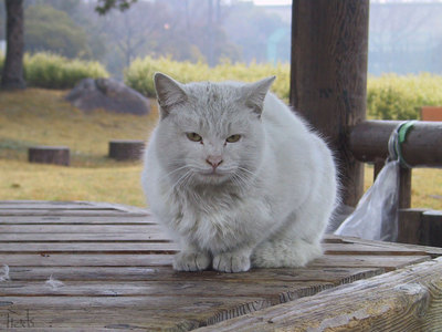 猫