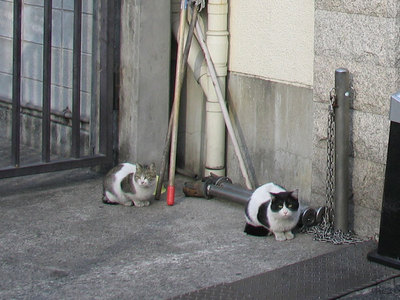 猫２匹
