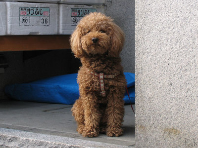 犬