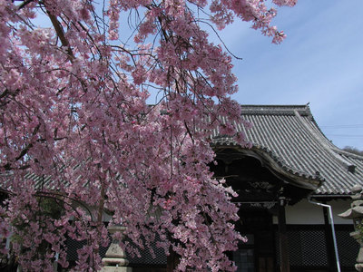 枝垂れ桜