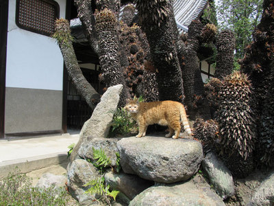 猫