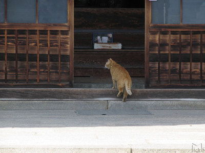 猫
