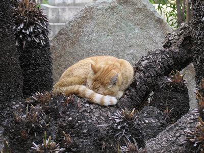 猫
