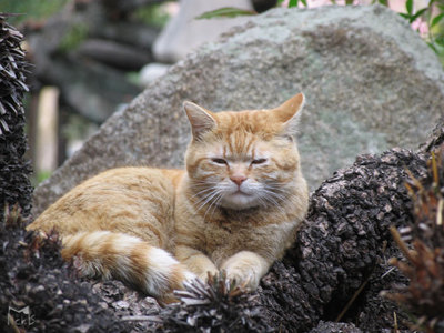 猫