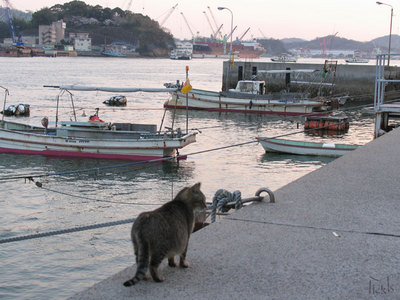 母猫