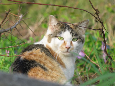 猫