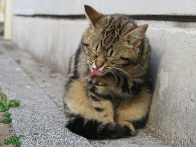 猫