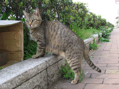 母猫