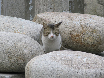 力石と猫