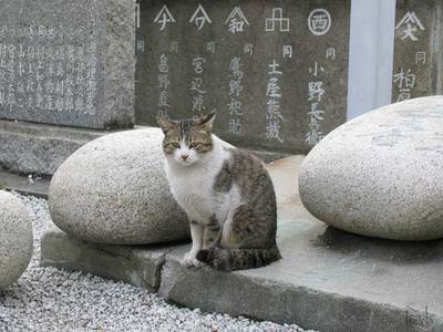 猫