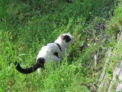 ねこ