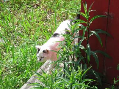 ねこ