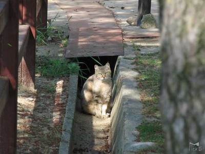 溝猫