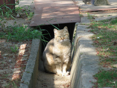 溝猫