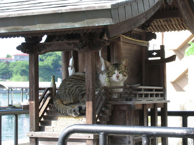 猫