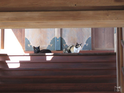 猫神社猫
