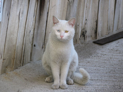 猫
