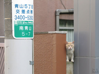 ねこ